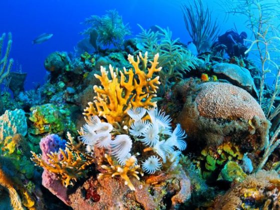 Coral Reef - Caribbean News Service